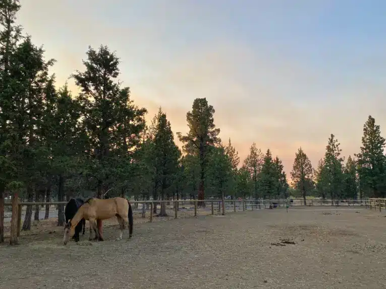 Evacuating Livestock During Fire Season—Preparation, Efficiency, and Safety 